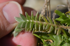 Pimelea villosa