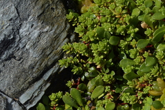 Crassula moschata