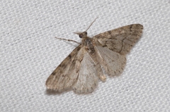 Tephronia sepiaria