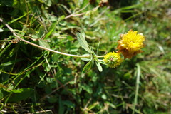 Trifolium badium