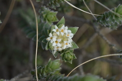Pimelea villosa