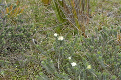 Pimelea villosa