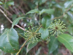 Eleutherococcus trifoliatus