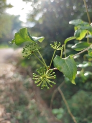 Eleutherococcus trifoliatus