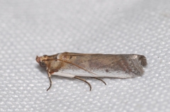Denticera divisella