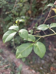 Eleutherococcus trifoliatus