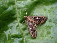 Nacoleia
