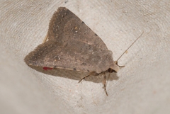 Caradrina flavirena