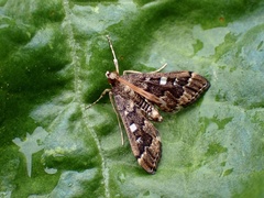 Nacoleia
