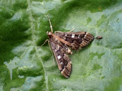 Nacoleia
