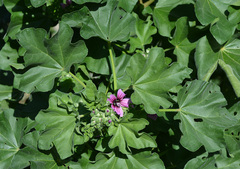 Malva arborea