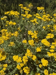 Helichrysum dasyanthum