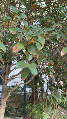 Osmanthus fragrans