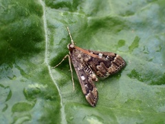 Nacoleia