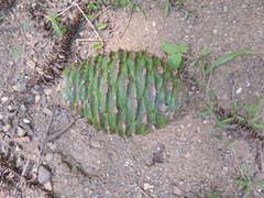 Araucaria bidwillii