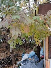 Koelreuteria paniculata