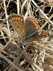 Aricia agestis