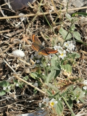 Aricia agestis
