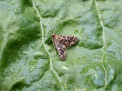 Nacoleia