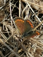 Aricia agestis