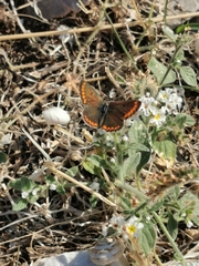 Aricia agestis