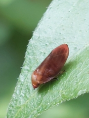 Eoscarta assimilis