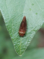 Eoscarta assimilis