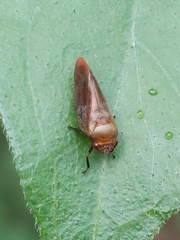 Eoscarta assimilis