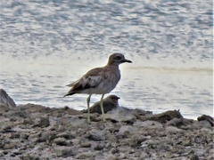 Burhinus oedicnemus