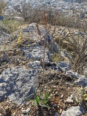 Asphodelus ramosus
