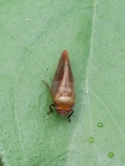 Eoscarta assimilis