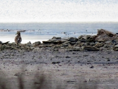 Burhinus oedicnemus