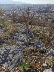 Asphodelus ramosus