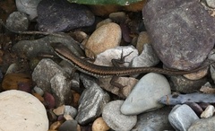 Sphenomorphus maculatus