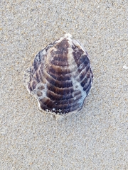 Ostrea edulis