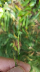 Microlaena stipoides