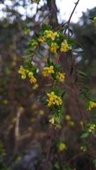 Pimelea pauciflora