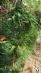 Microlaena stipoides