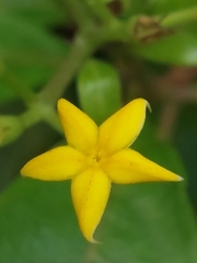 Mussaenda formosanum
