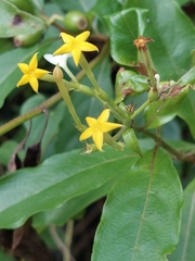 Mussaenda formosanum