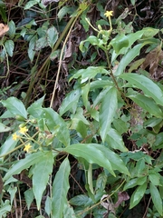 Mussaenda formosanum