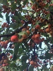 Malus sylvestris