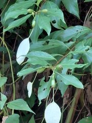 Mussaenda formosanum