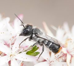 Megachile ferox