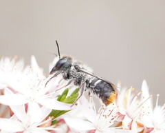 Megachile ferox