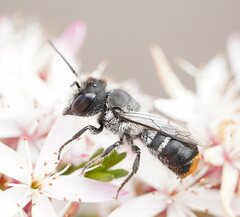 Megachile ferox