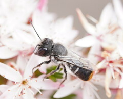 Megachile ferox