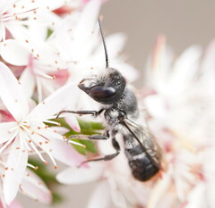 Megachile ferox
