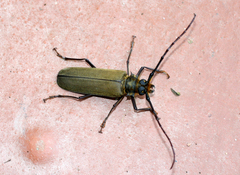 Prioninae