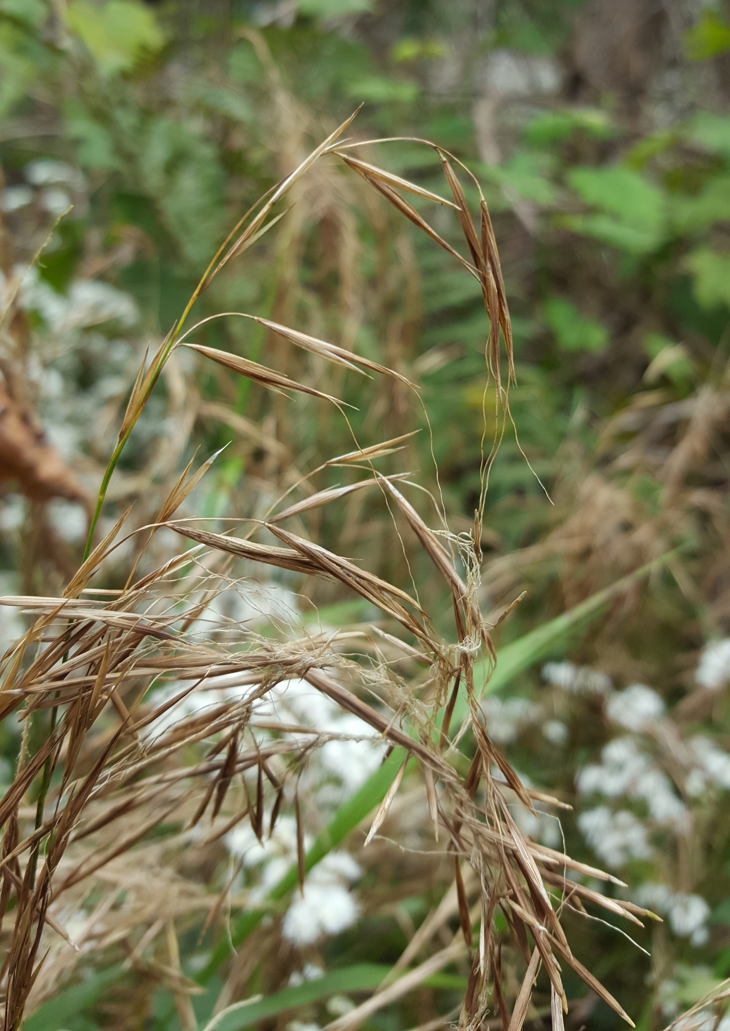 (c) François Rousseu, certains droits réservés (CC BY-NC) https://www.inaturalist.org/observations/139604093